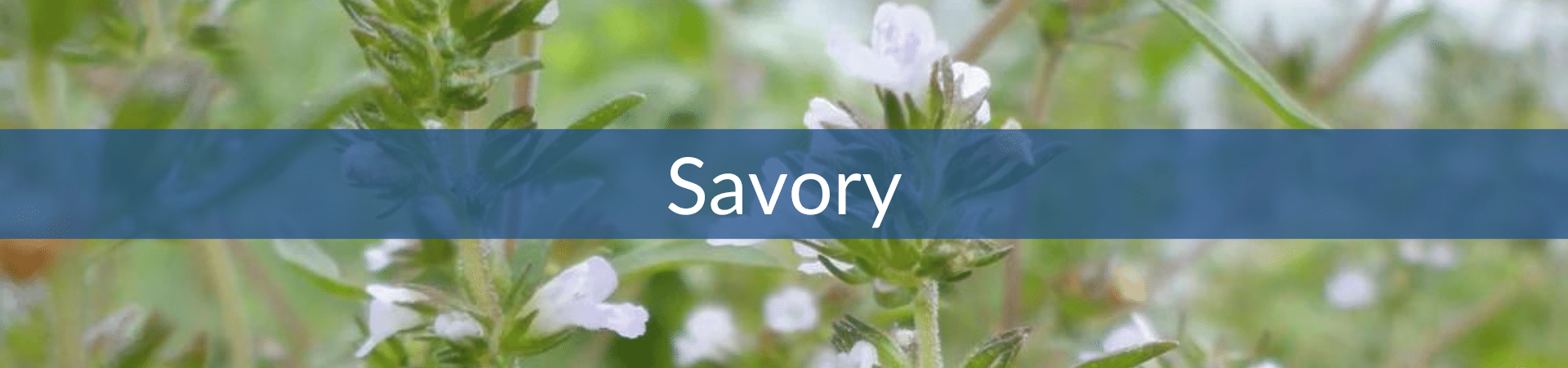 Savory (1).png__PID:e224166d-2552-4f4f-822e-46f8ba6f67cc