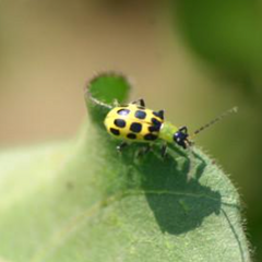 Uninvited but Expected: Four Pests to Plan for this Season