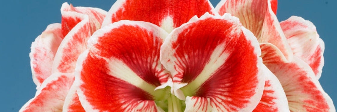 Amaryllis | Hudson Valley Seed Company
