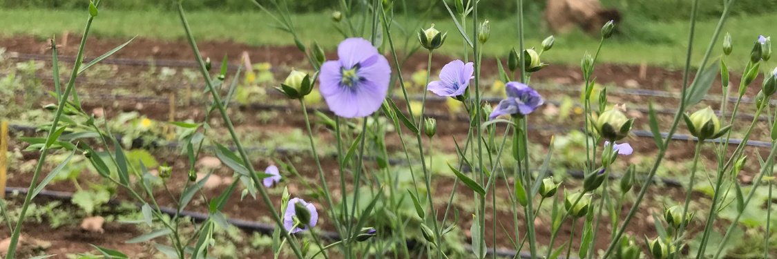 flax flower seed Flax
