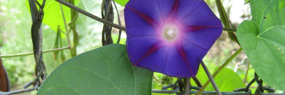 Morning Glory | Hudson Valley Seed Company
