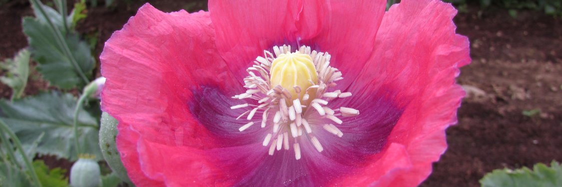Poppy | Hudson Valley Seed Company