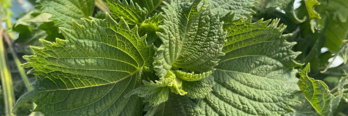 Shiso | Hudson Valley Seed Company