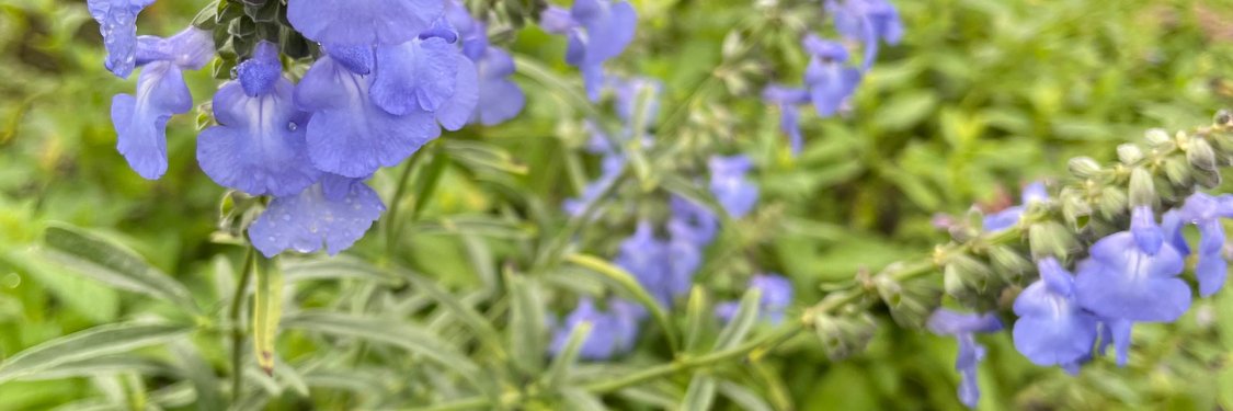 Sage | Hudson Valley Seed Company