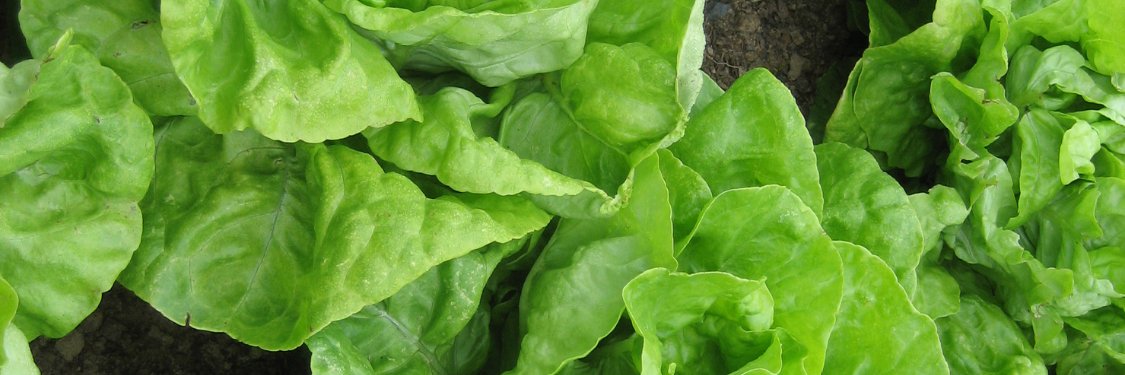Lettuce | Hudson Valley Seed Company
