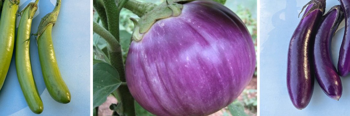 Eggplant | Hudson Valley Seed Company
