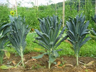     Dinokale. This is the palm tree method of growing kale. These mini trees look beautiful in an edible landscape.      