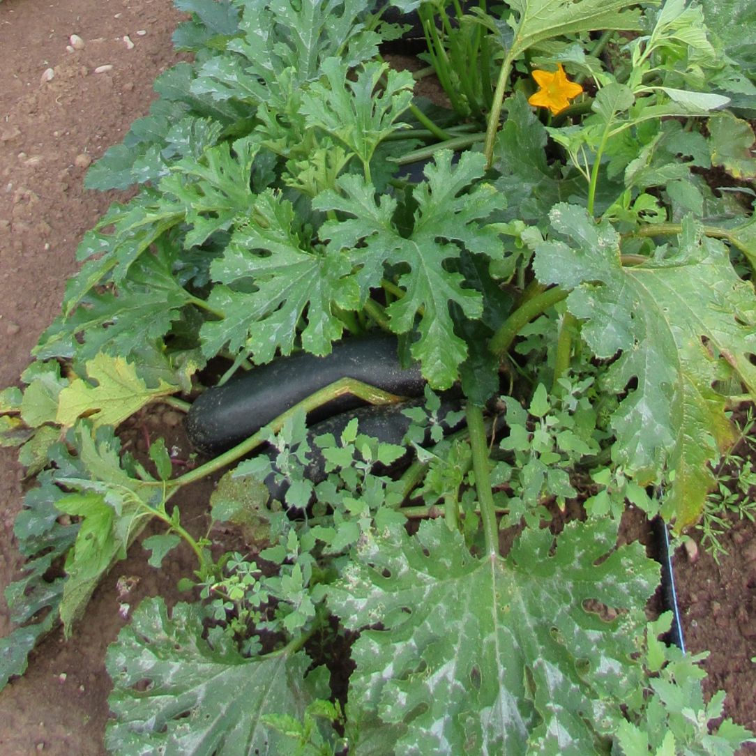 Dark Star Zucchini