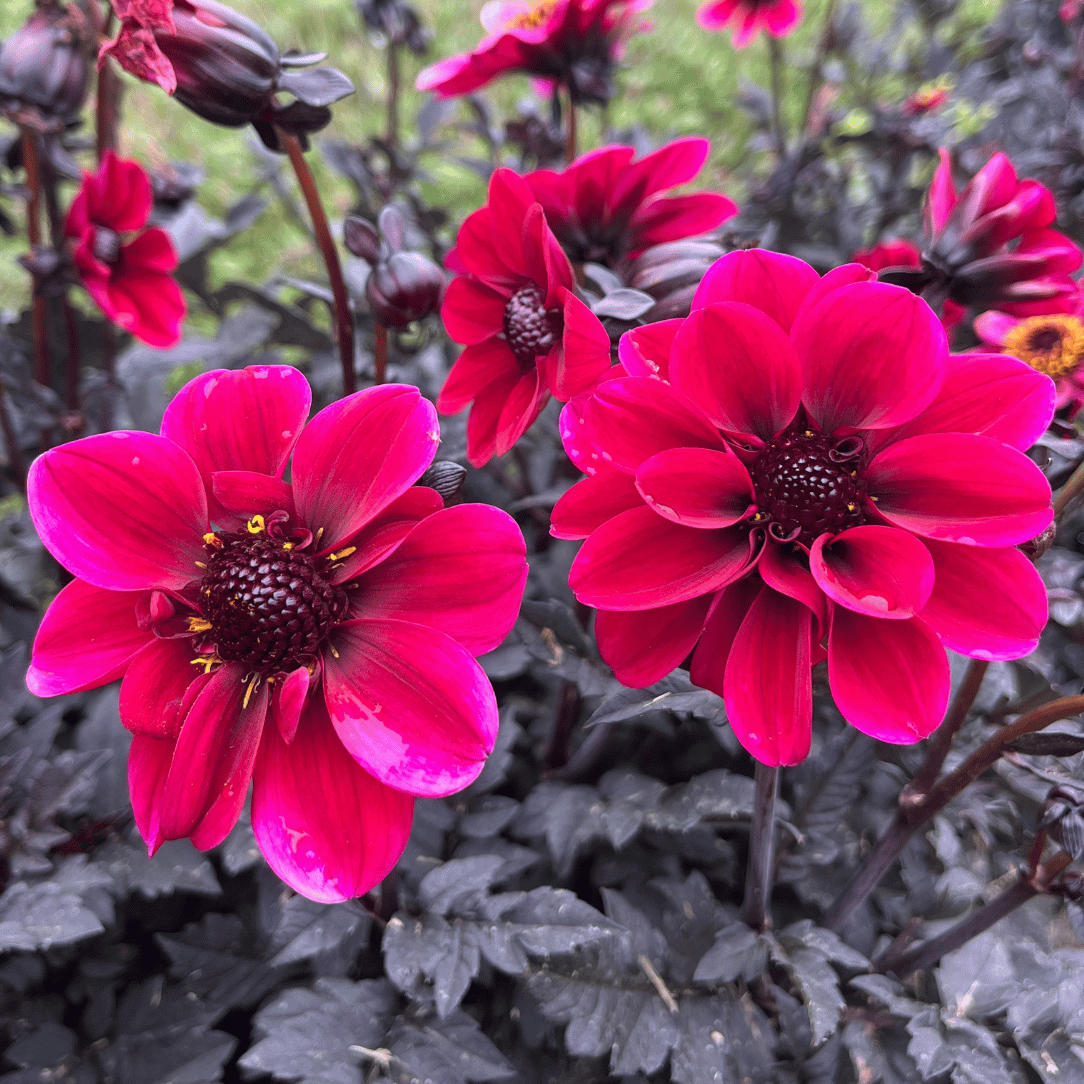 dark leaf dahlia seeds Dracula Dark Dahlia Tuber