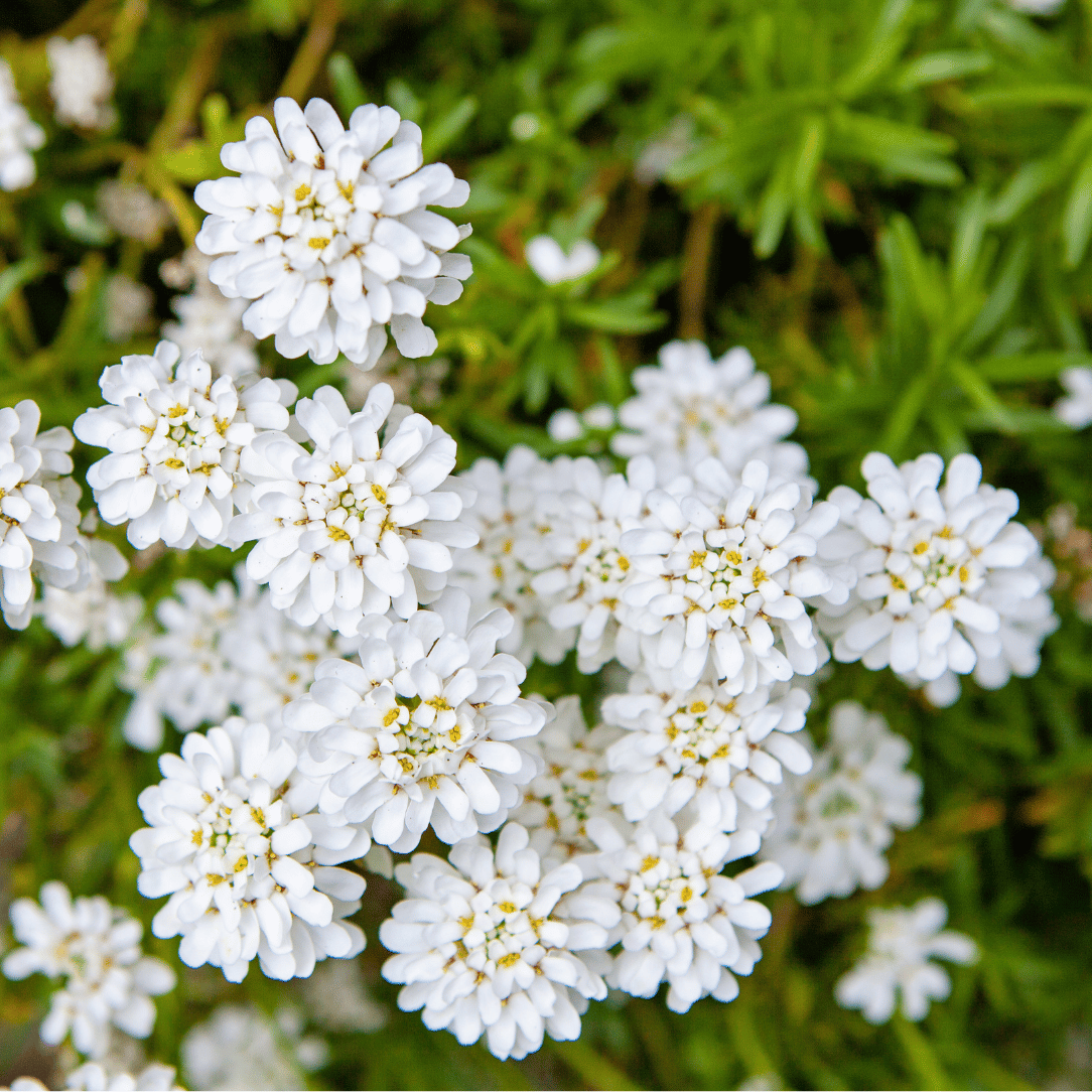 Candytuft