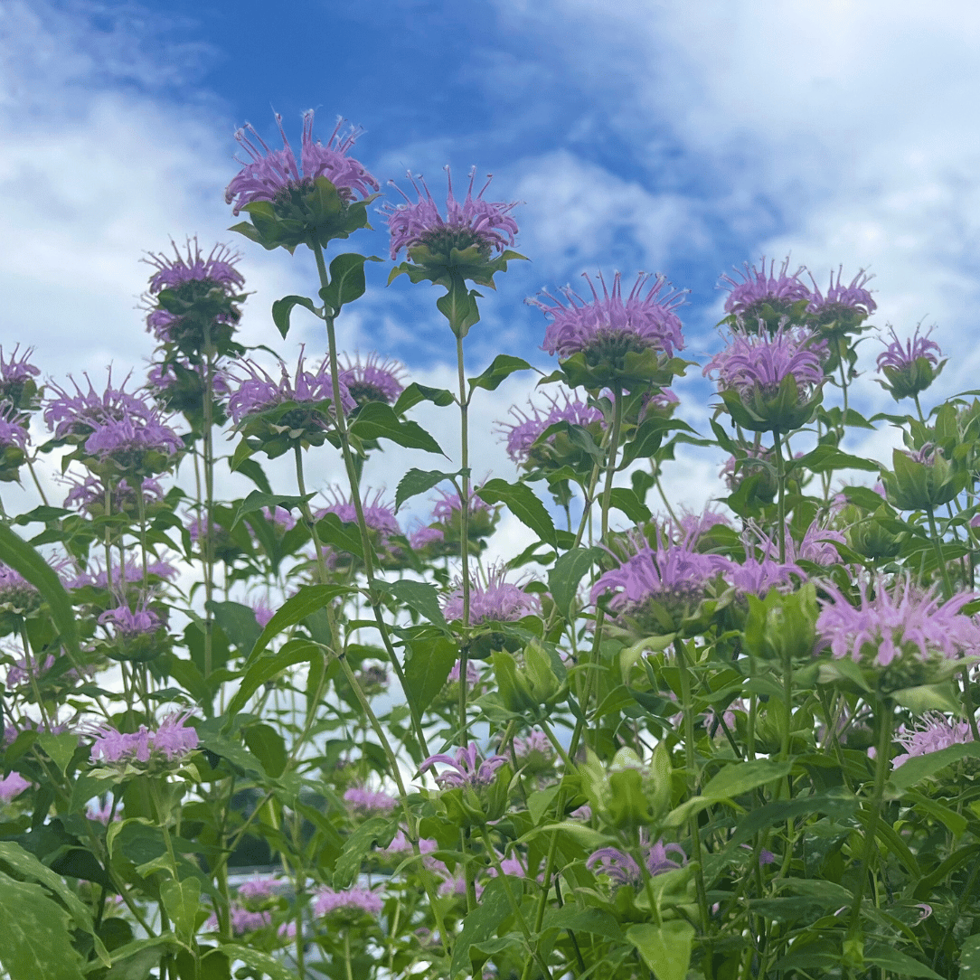 Wild Bergamot - PollinateHV Local Ecotype 250 Seeds / Organic