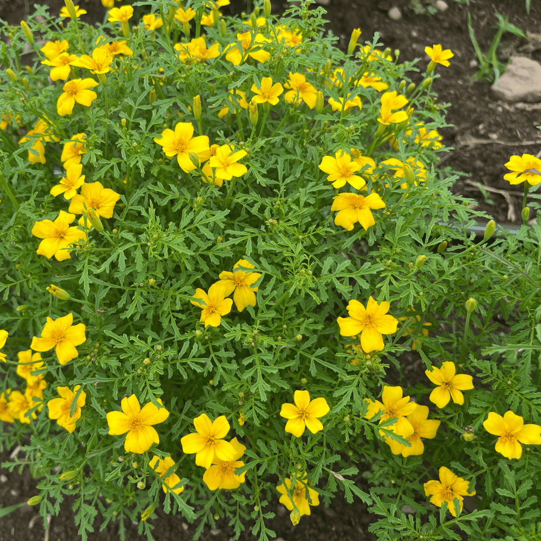 gem marigold seeds Lemon Gem Marigold 75 Seeds