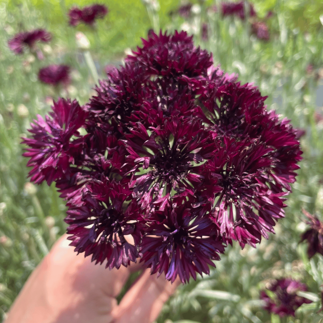 cousin it plant seeds Black Button Centaurea