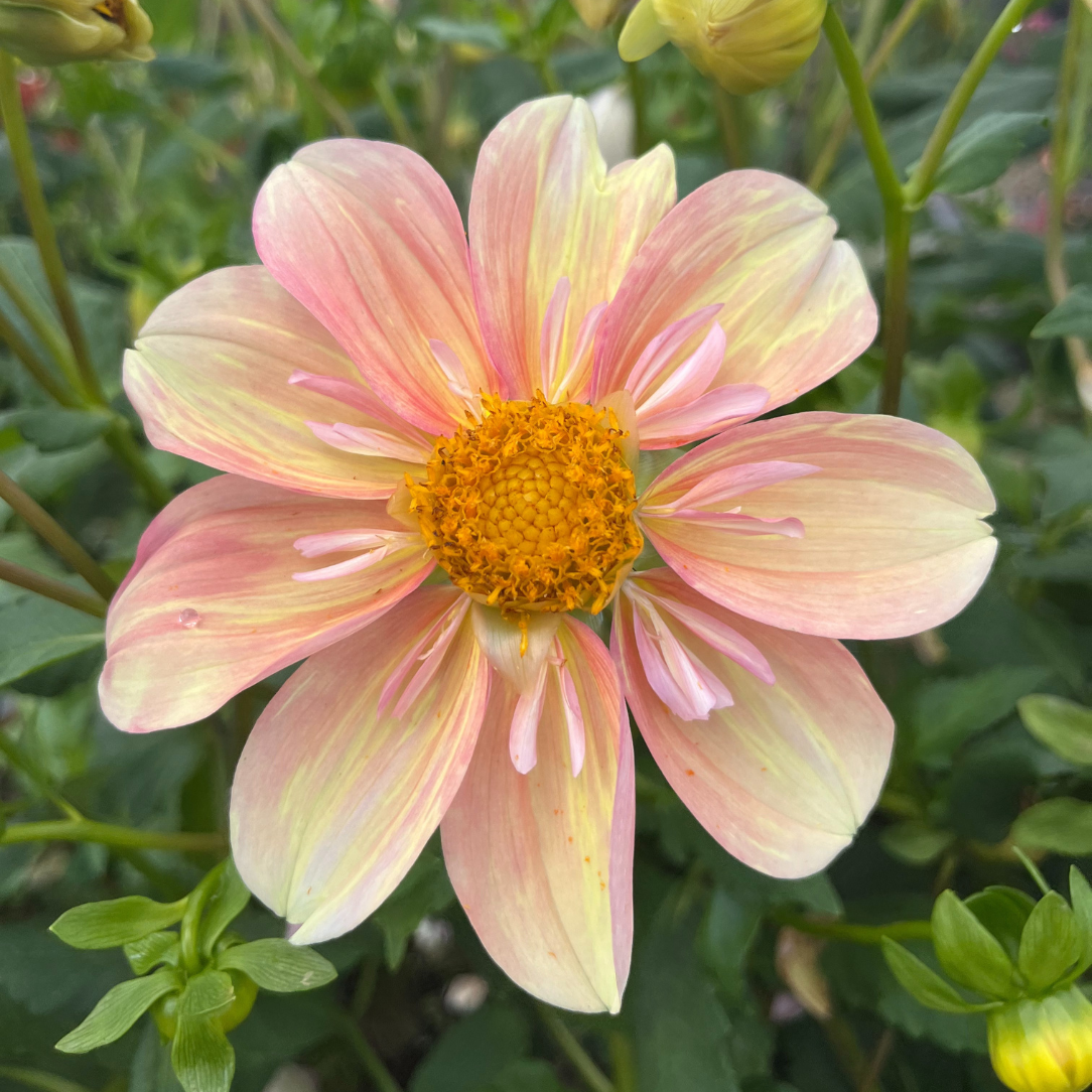 Apple Blossom Dahlia Tuber