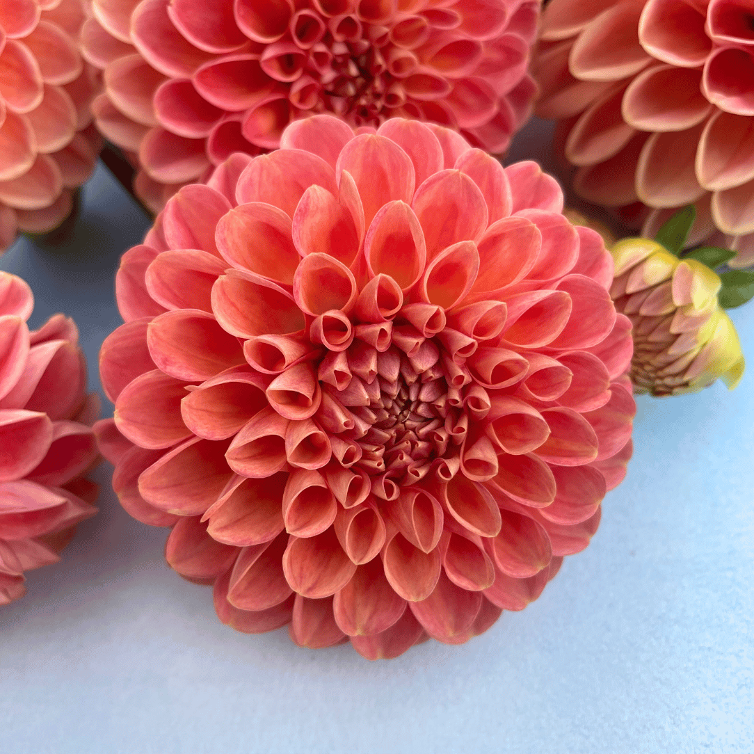 Snoho Doris Dahlia Tuber | Hudson Valley Seed Company Snoho Doris Dahlia Tuber | Hudson Valley Seed Company