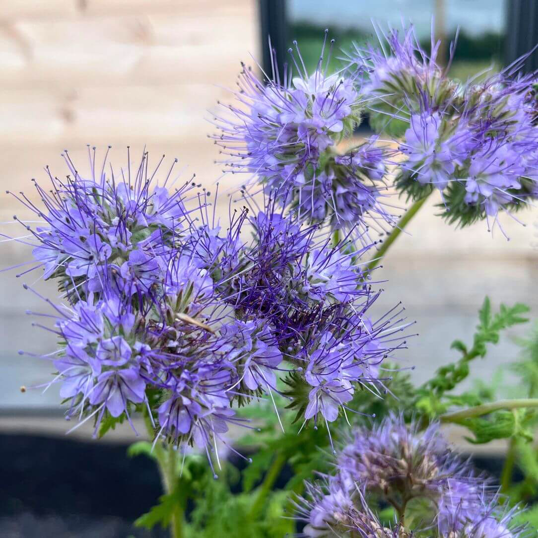 planting phacelia seeds Lacy Phacelia Seeds Art Pack