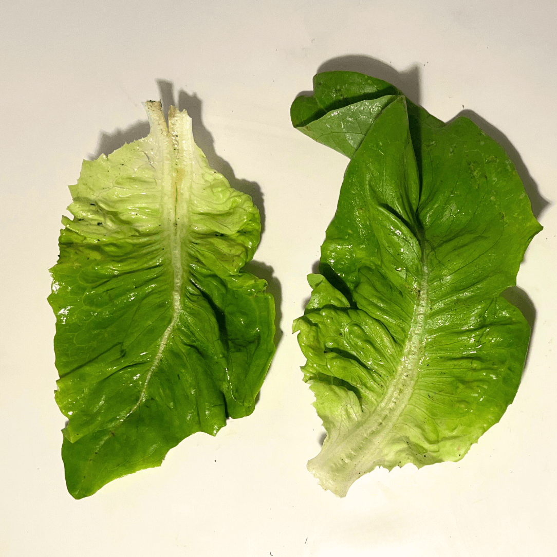 Amish Deer Tongue Lettuce