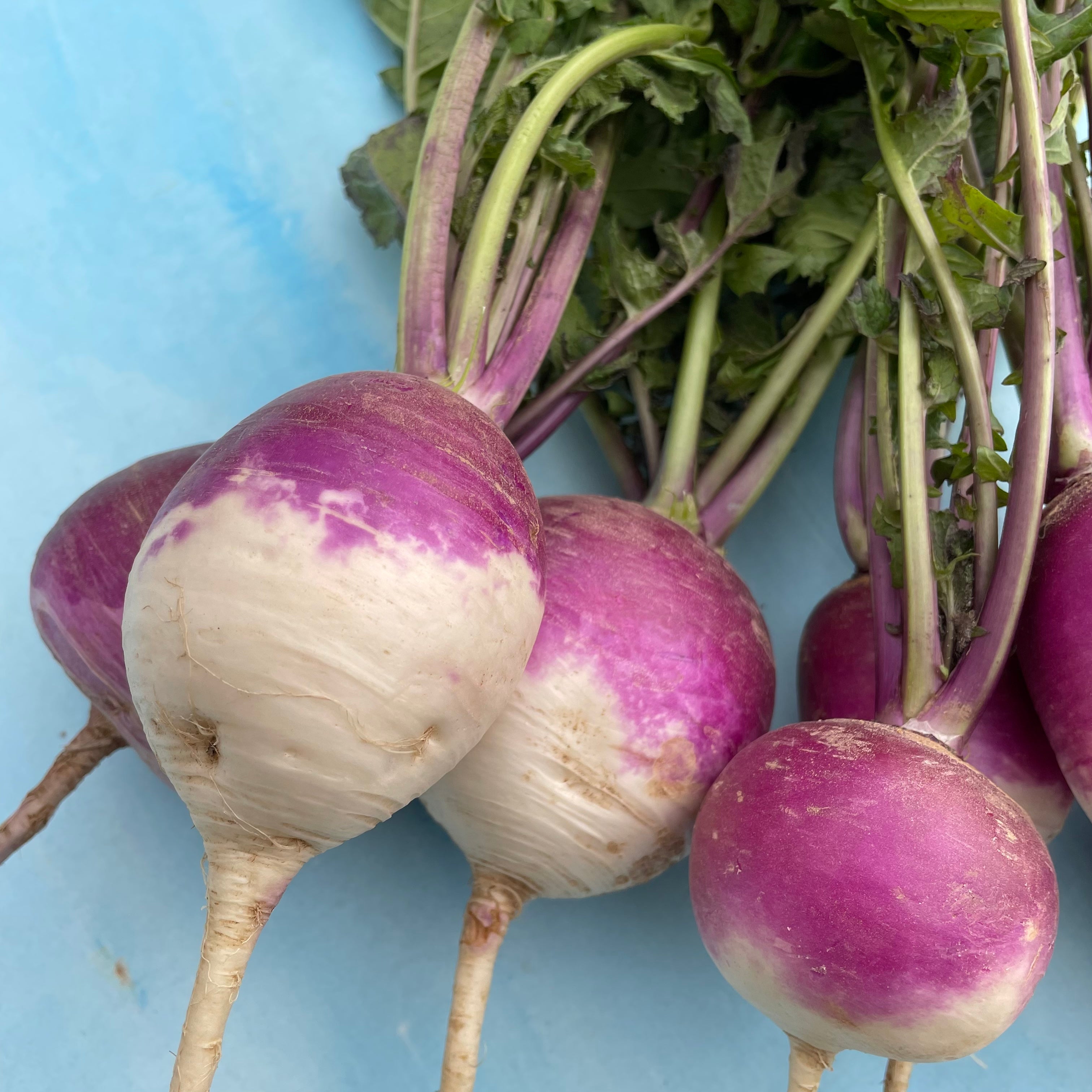 turnip seed planting depth Purple Top White Globe Turnip