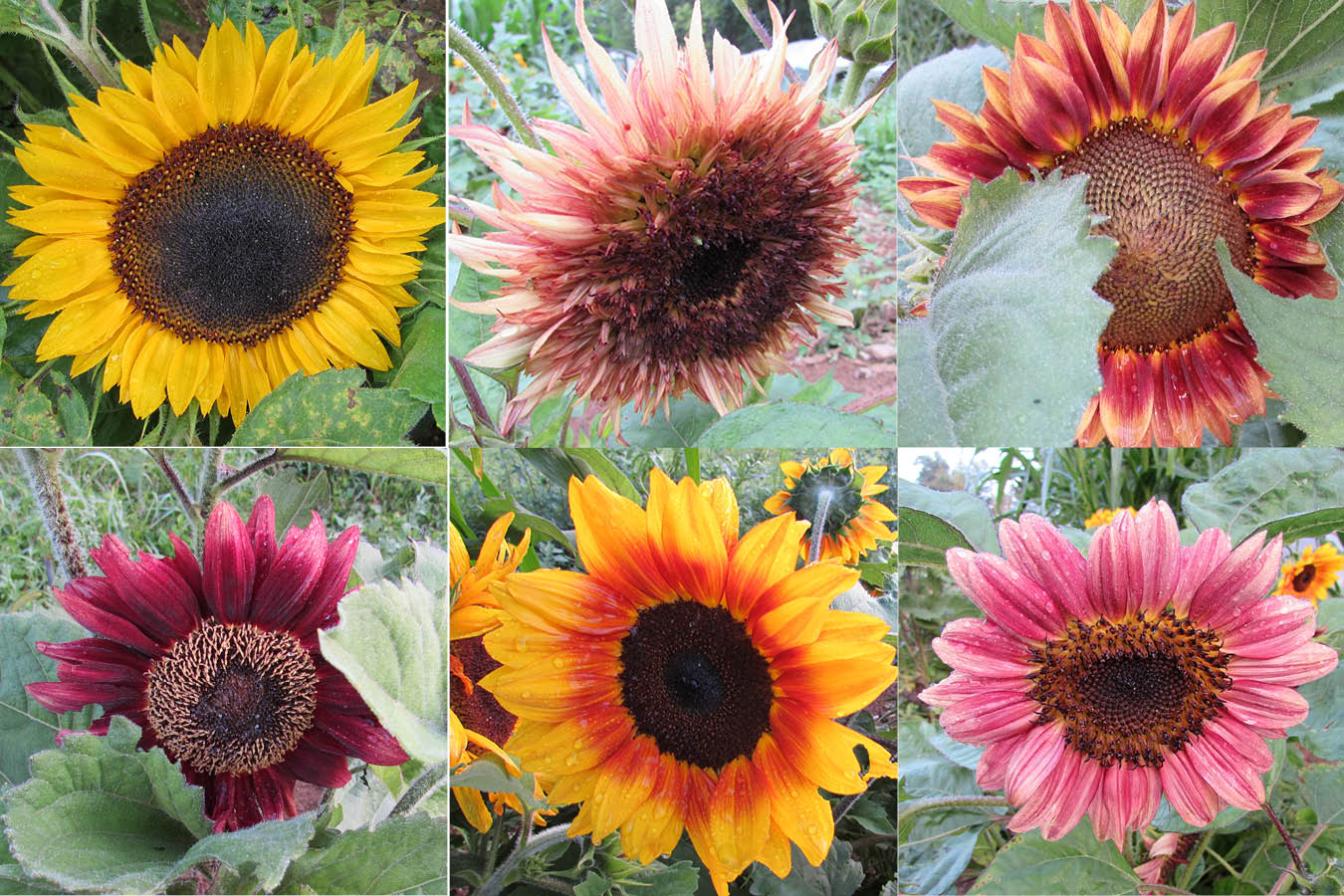 6 van gogh sunflowers