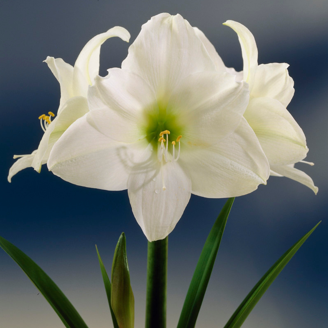 white amaryllis lily Dutch Amaryllis 'Christmas Gift'