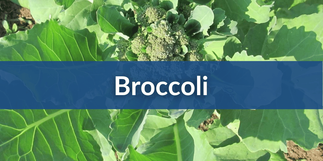 Broccoli Mobile.png__PID:8888c319-894d-4bec-a2e3-45c8be936ee3