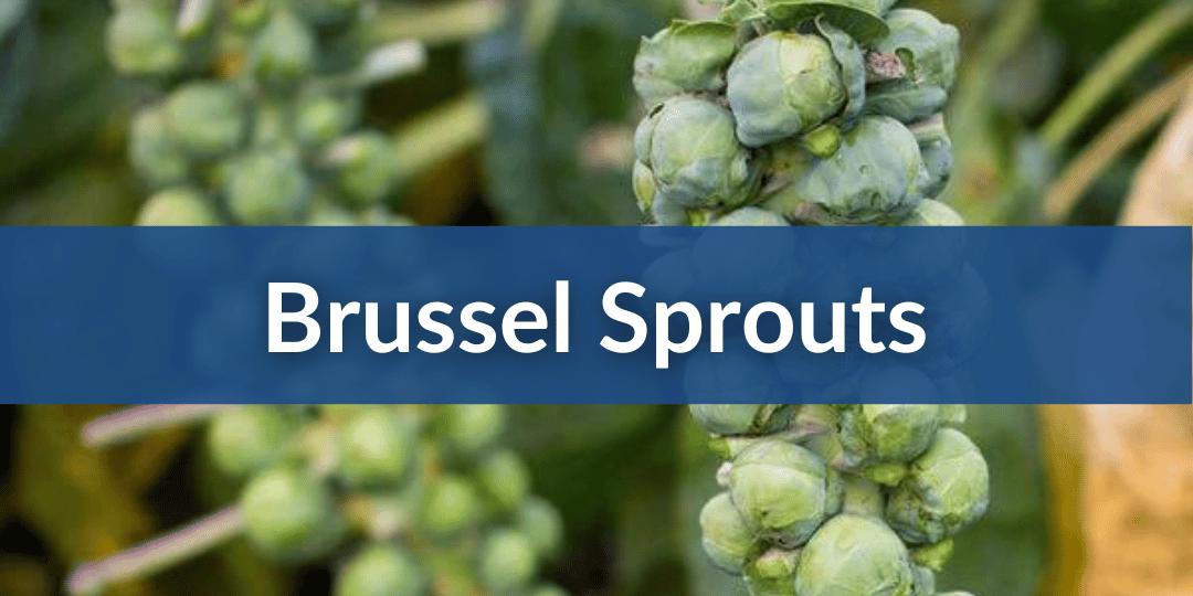 Brussel Sprouts Mobile.png__PID:7f7d42c6-06ad-492c-b1b2-1f9fdee23c18
