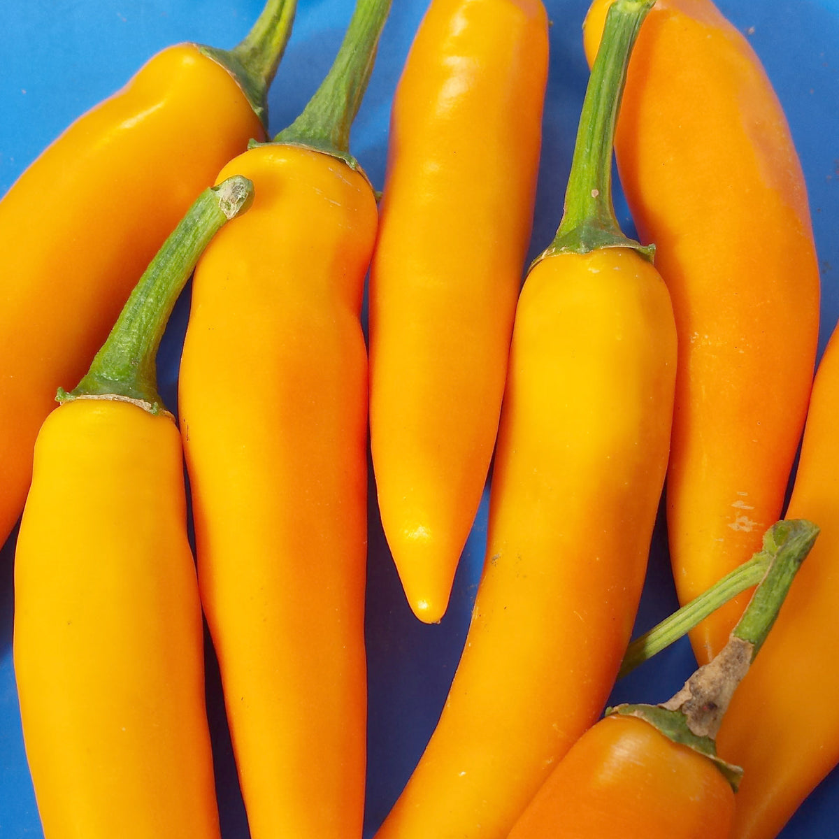 Bulgarian Carrot Chile Pepper