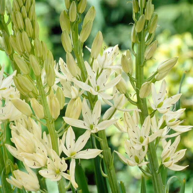 white camassia lily Camassia Leichtlinii Alba