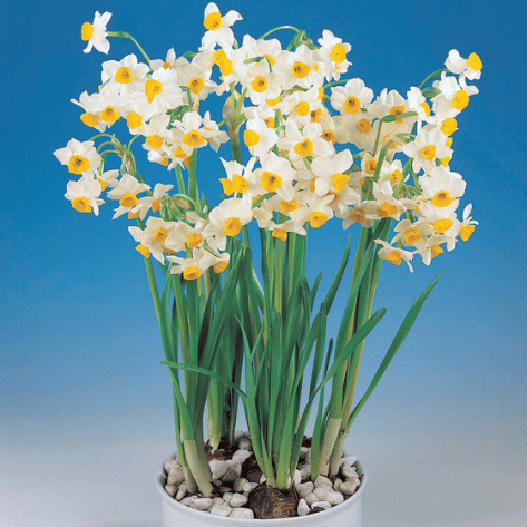 white lily in chinese Paperwhite 'Sacred Lily'