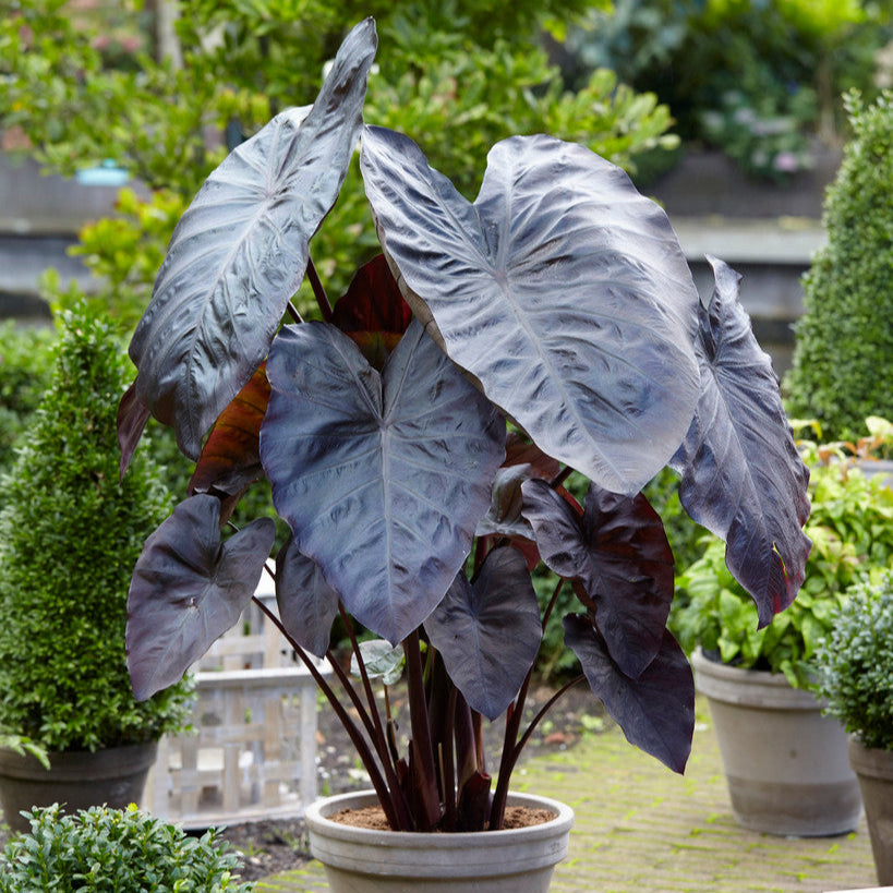 diamond elephant ear plant Elephant Ears 'Diamond Head'