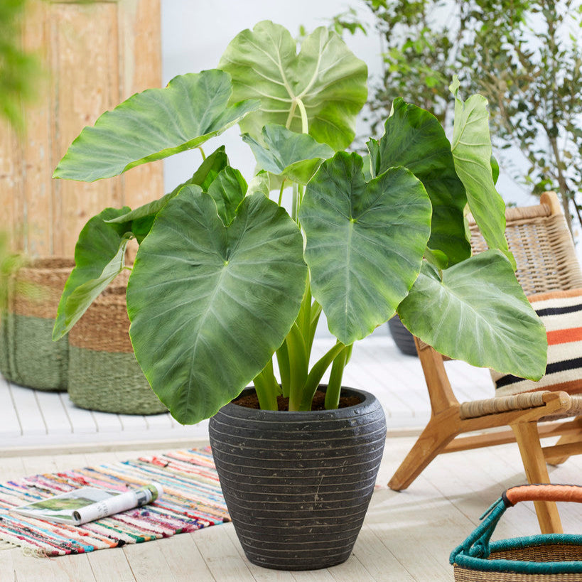 photos of elephant ear plants Elephant Ears 'Coco'