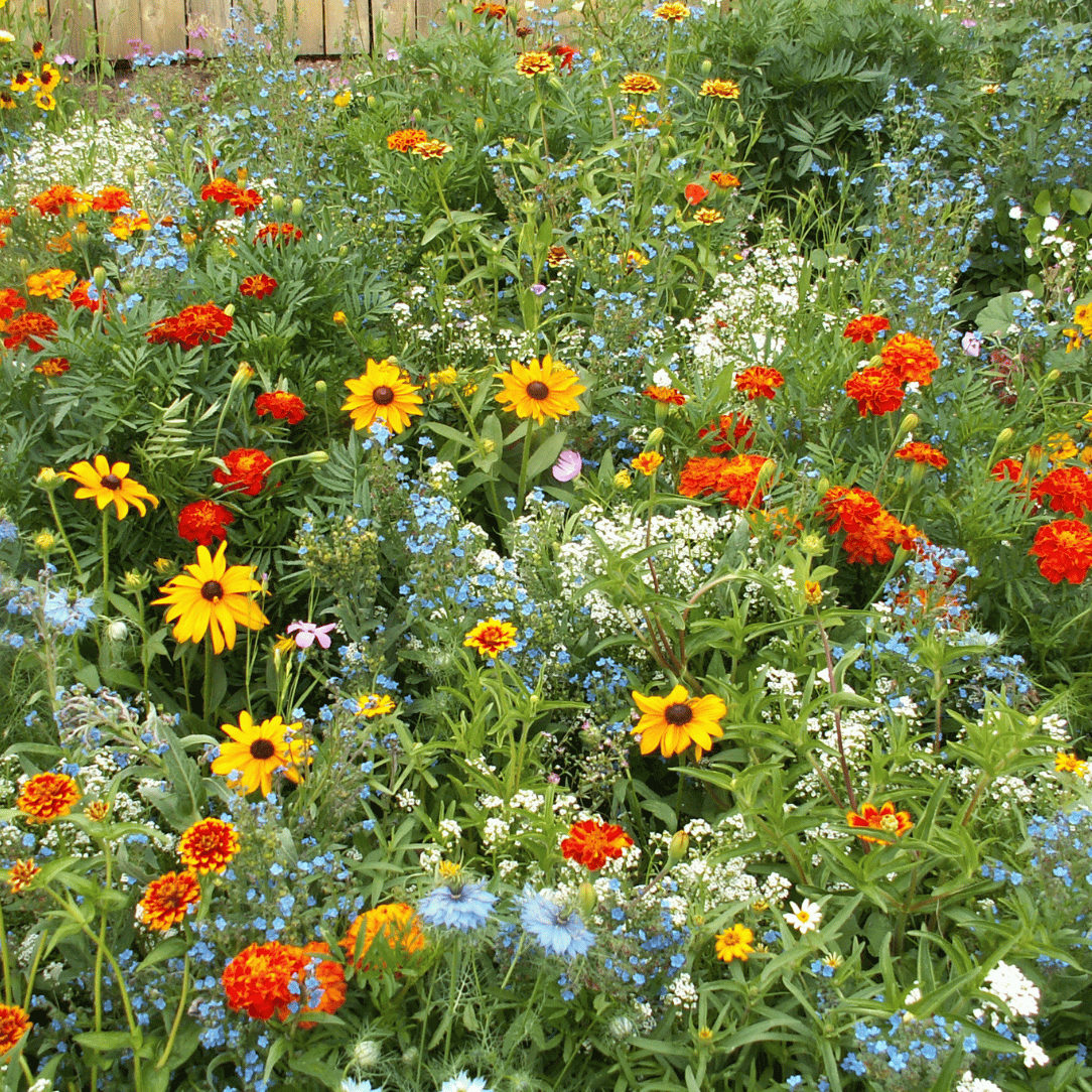 prairie flower seed mix Colorscape Garden Flower Seed Mix 500 Seeds