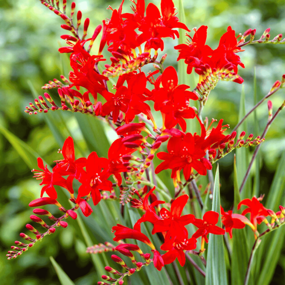 lucifer flower seeds Crocosmia Lucifer