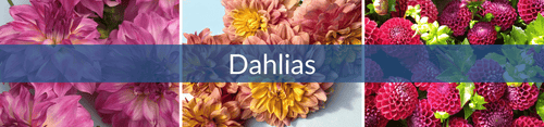 Dahlia by Form (1) (1).png__PID:c882a2f2-8e6c-4895-a44a-2cb8c901b3d4