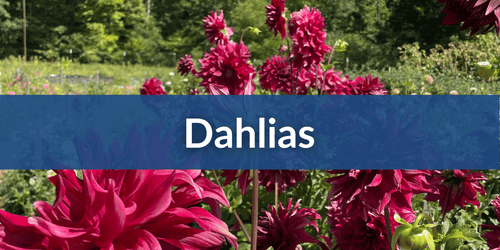 Dahlia by Form (2).png__PID:82a2f28e-6c38-4564-8a2c-b8c901b3d44a