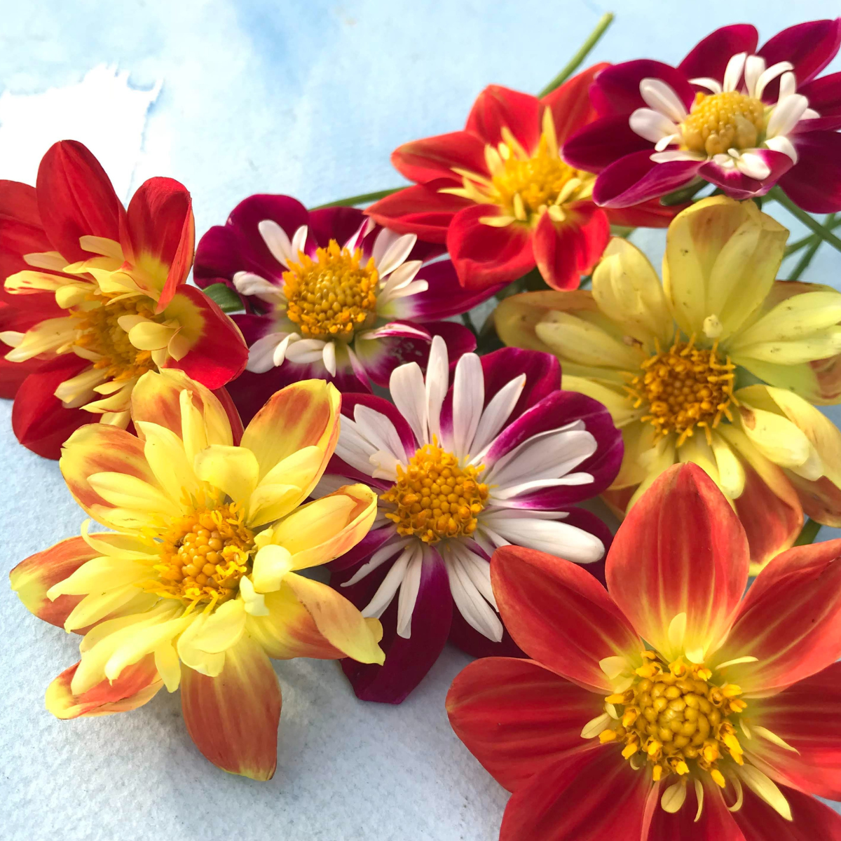 dahlia flower seeds collection Dandy Collarette Dahlia Tuber Collection