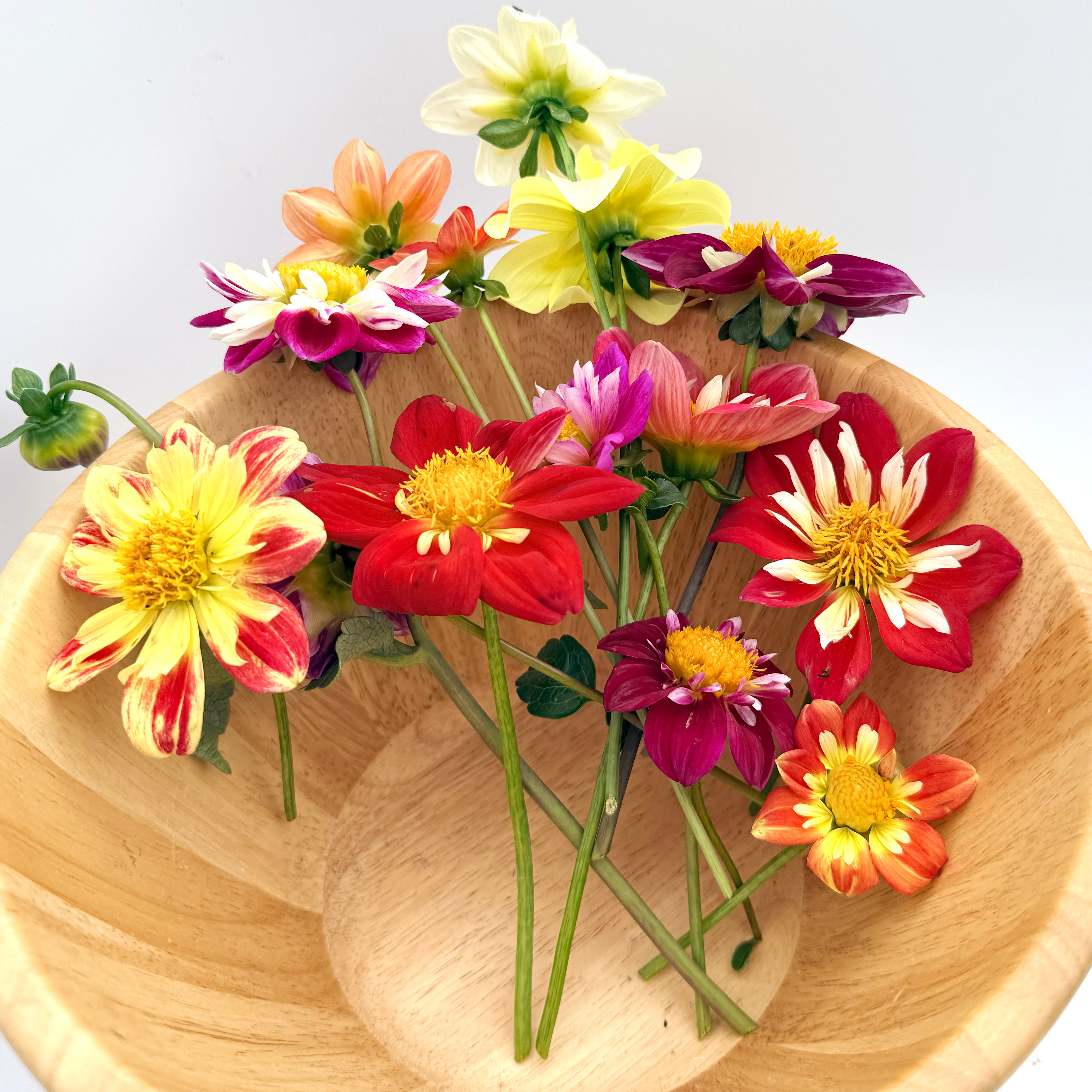 Dandy Collarette Dahlia Seeds