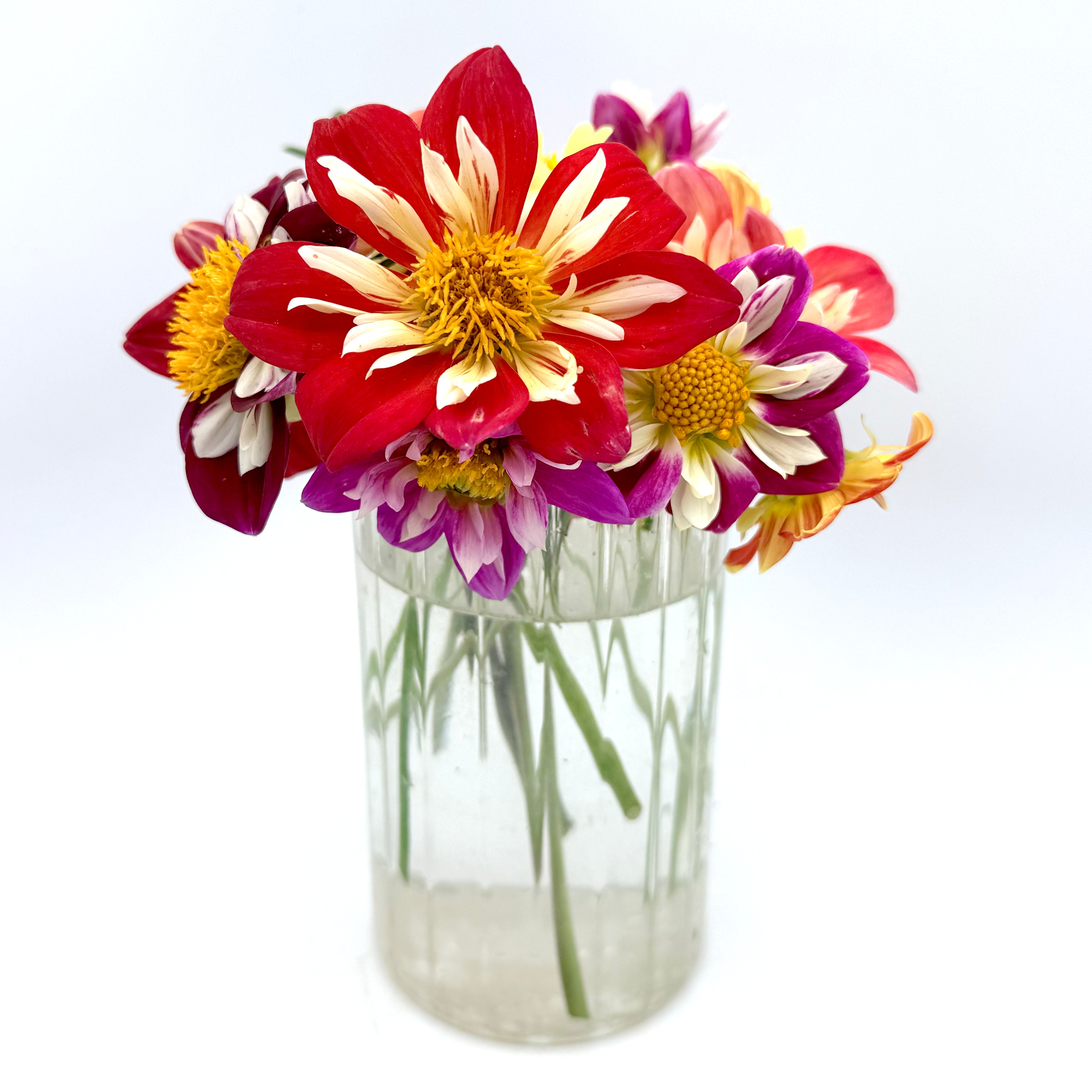 Dandy Collarette Dahlia Seeds