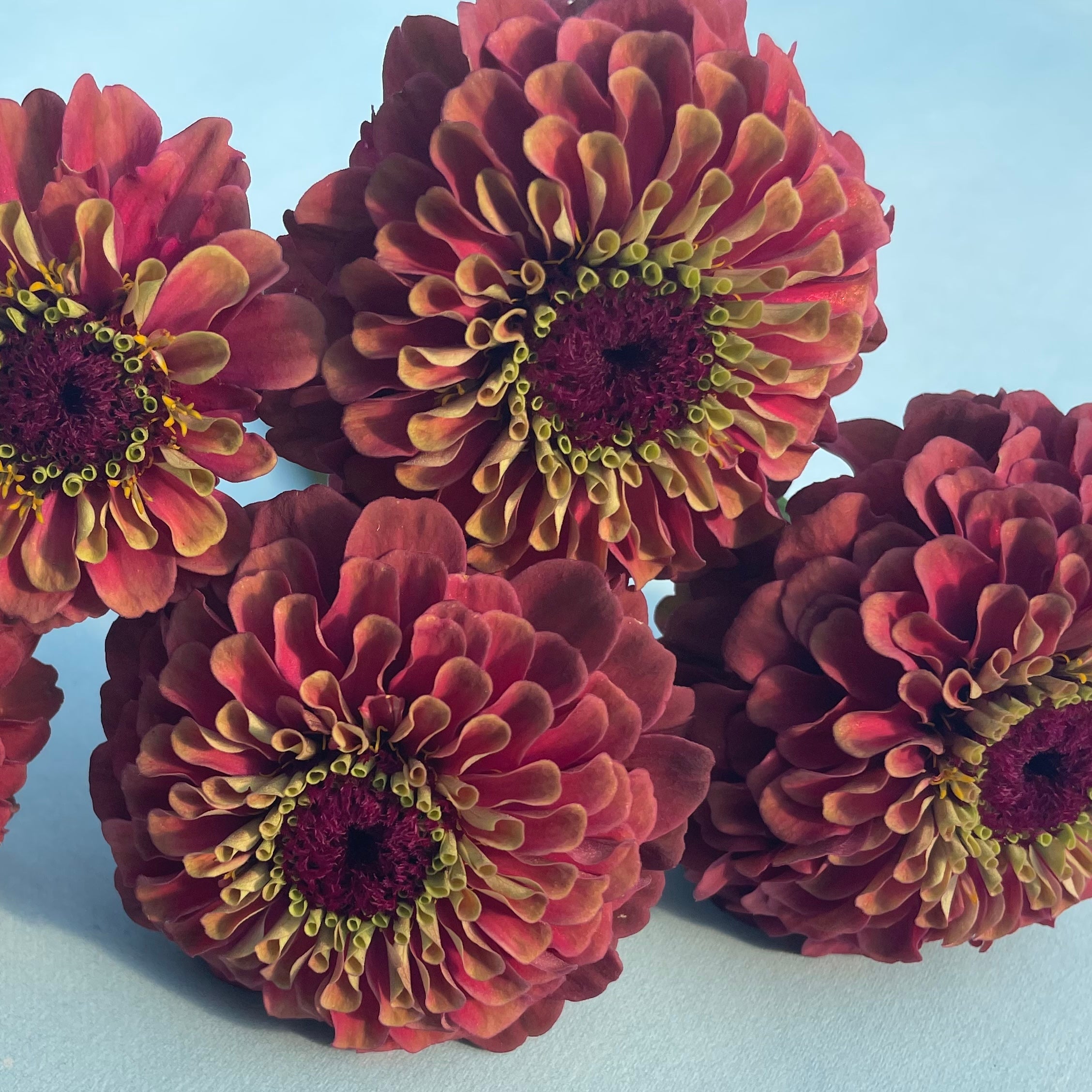 Queen Lime Blush Zinnia | Hudson Valley Seed Company