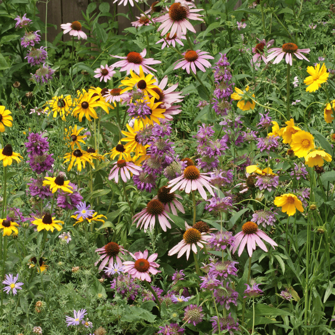 wildflower pollinator seed mix Eastern Pollinator Wildflower Seed Mix 1 Ounce