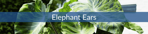 Elephant Ears.png__PID:dd2811aa-1da7-4c94-947f-153249513478