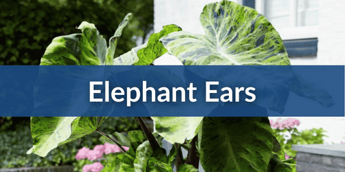 Elephant Ears Mobile.png__PID:8ad62f19-31fd-4f97-ac11-c8a3ff119d81