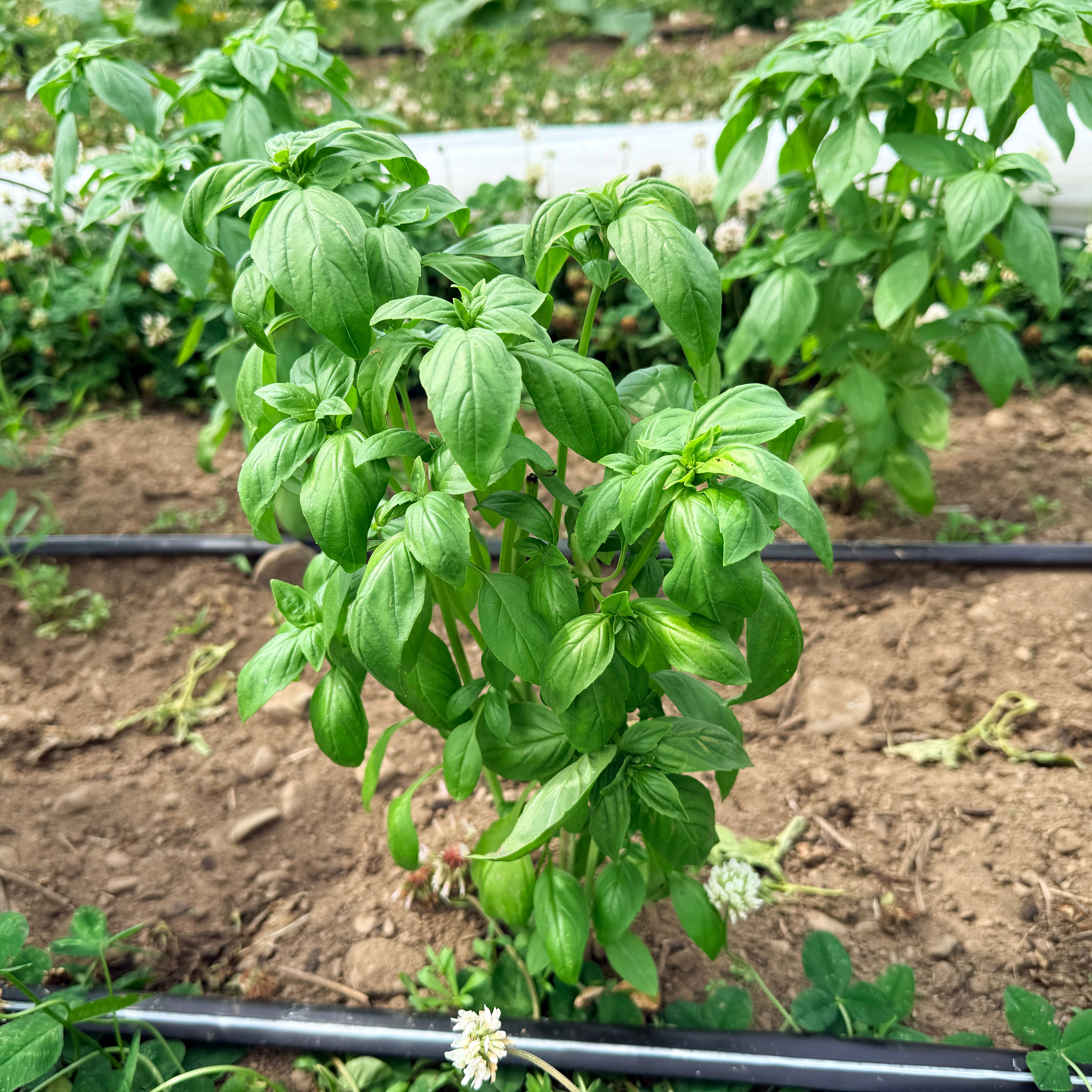 Genovese Basil