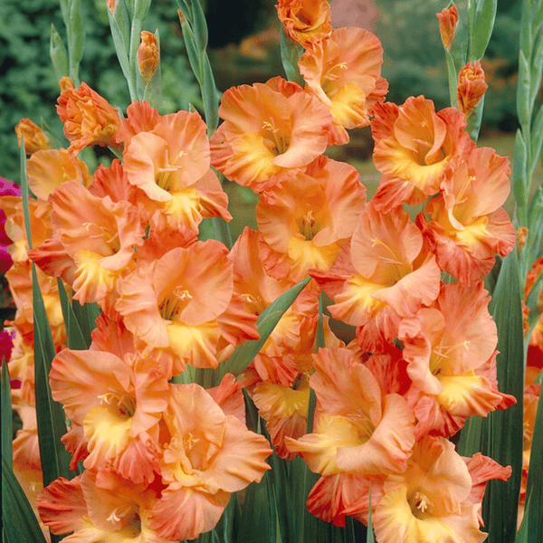 Conca d'Oro Gladiolus