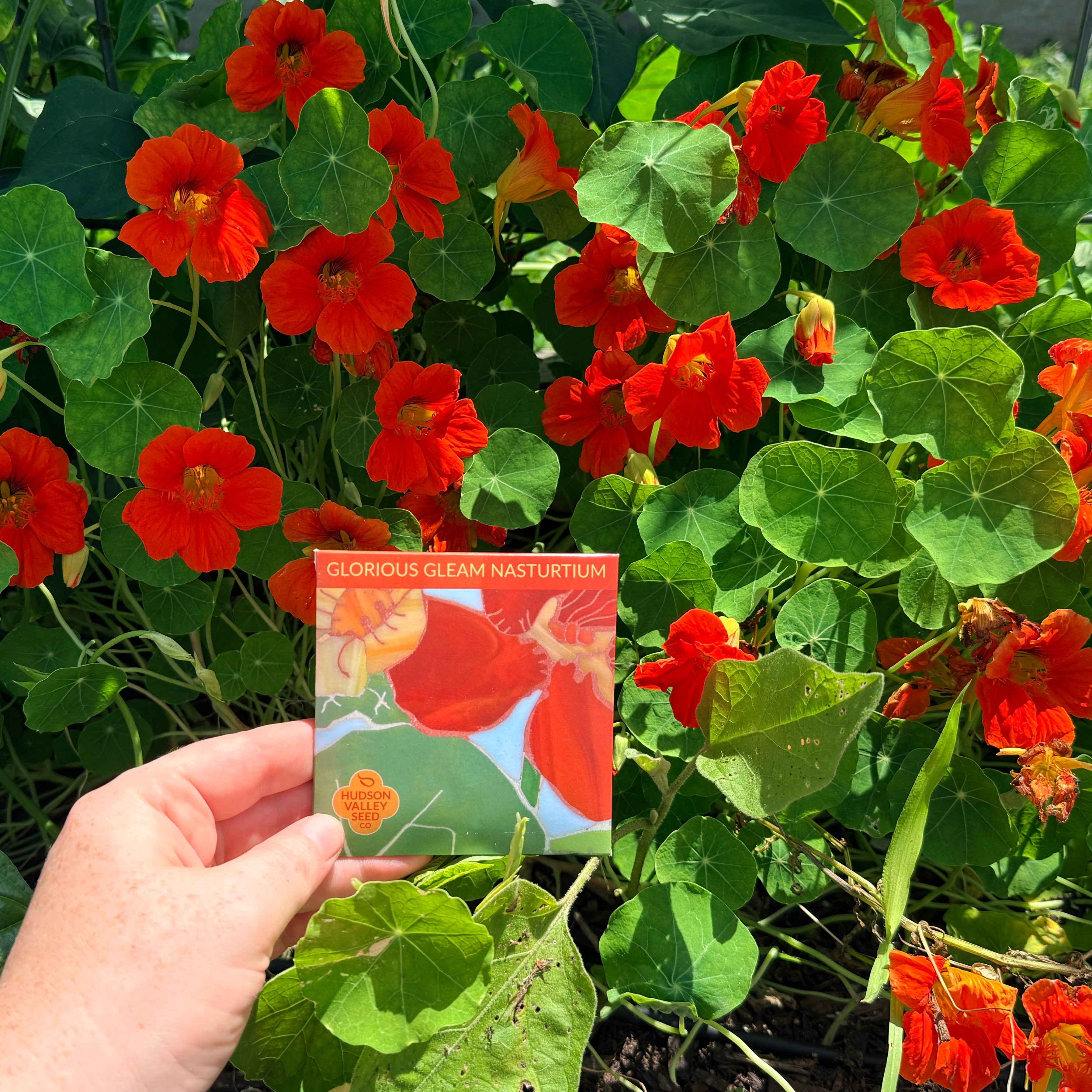 Glorious Gleam Nasturtium