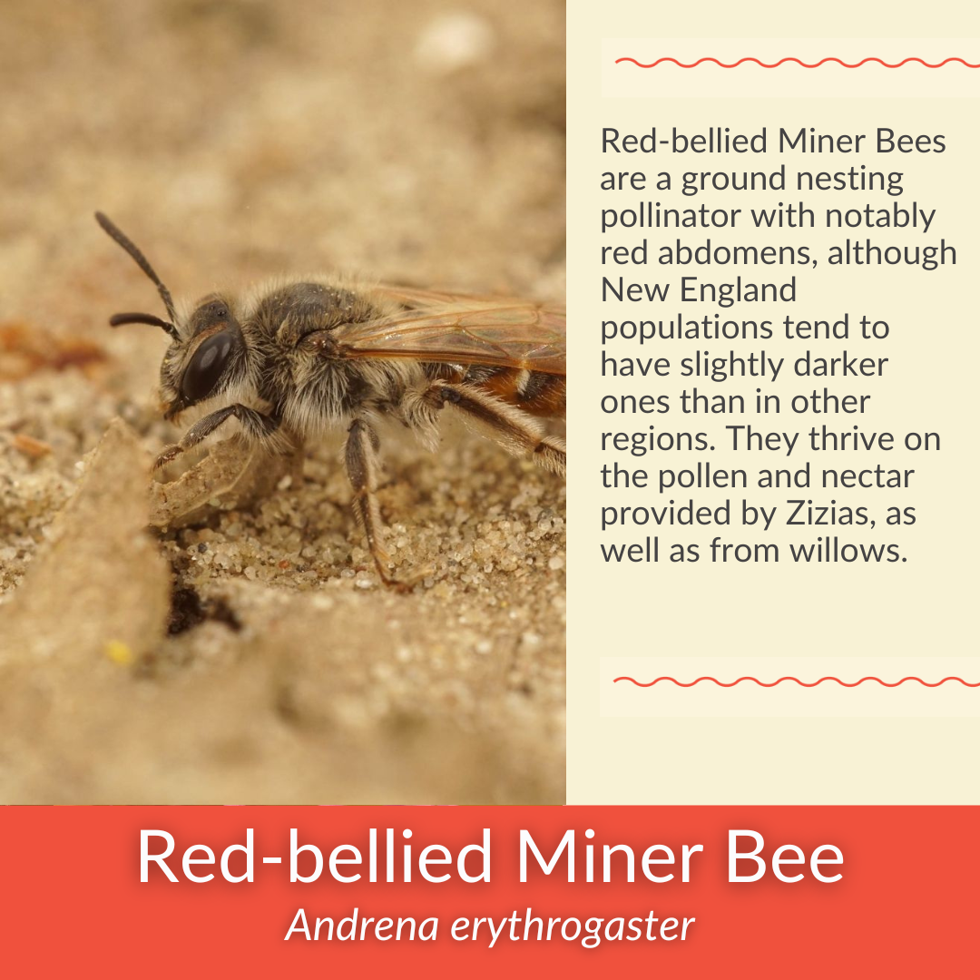 Golden Alexanders - PollinateHV Local Ecotype