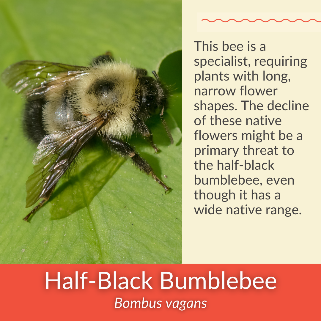 Hairy Beardtongue - PollinateHV Local Ecotype