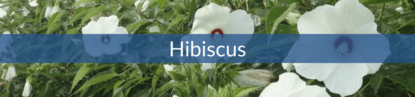 Hibiscus (1).png__PID:ddb41dfd-4a15-4be4-bf41-ea1c98a21cd0