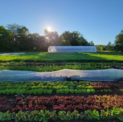 Organic Practices for the Home Gardener with Hidden Acre Farm and Real Organic - Sat Sept 6 - 1:30PM