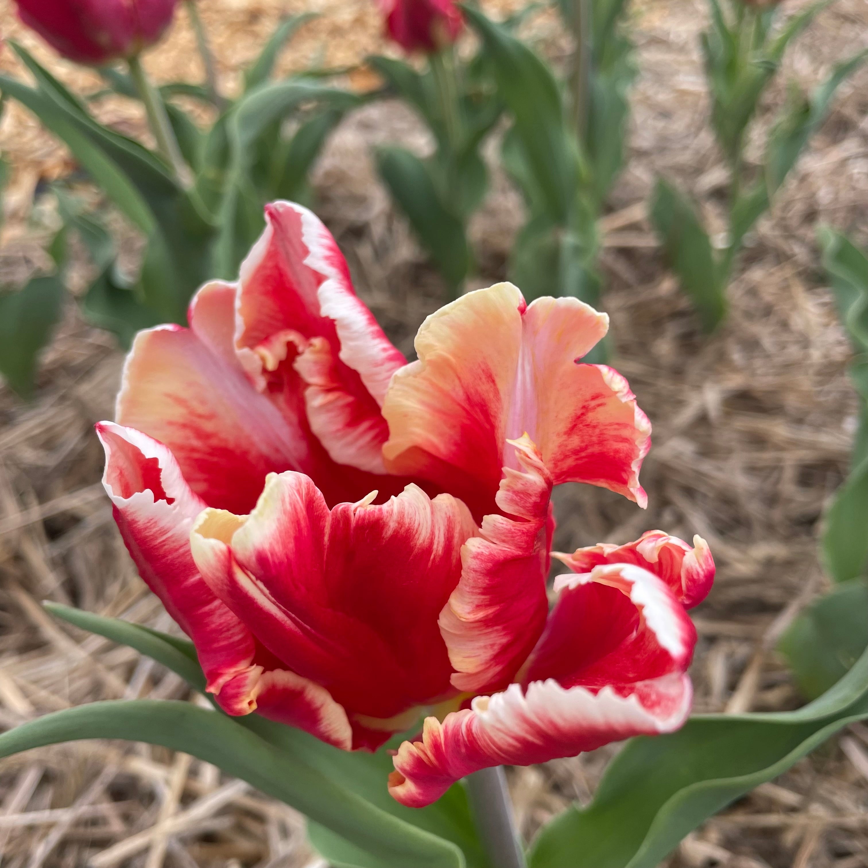 Tulip &